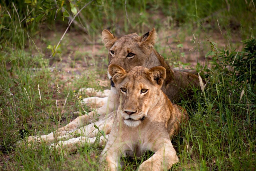 Simbavati River Lodge Timbavati Game Reserve Buitenkant foto